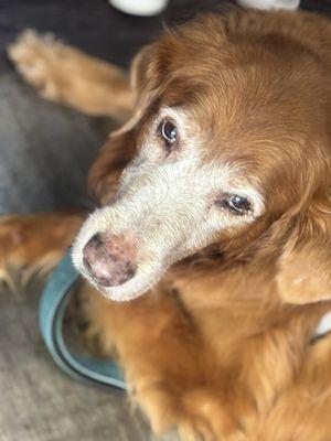 Bubble Babe’s Mobile Pet Spa