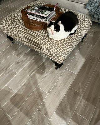 Amy the Animal Au Pair