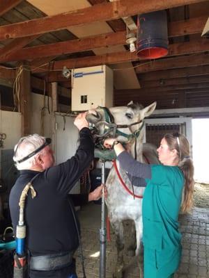 Seiver's Equine Sports Medicine