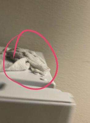 Used towels and insect pic - black widow I might say too!