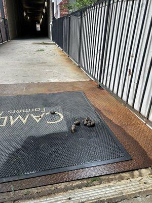 Average Camden hallway