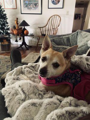 Phoebe post surgery home and doing well