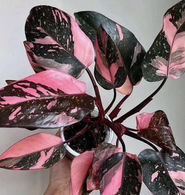 Philodendron Pink Princess: One-of-a-kind pink variegation - Collector - living art with a story. Available at Platt Hill Nursery
