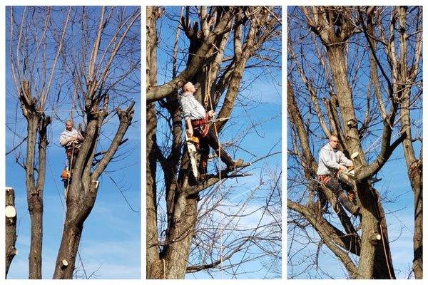 Pro Lawn Tree & Deck Care