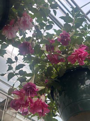 Ward's Nursery & Garden Center