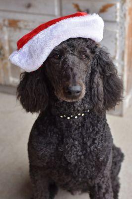 Country Poodles and Doodles