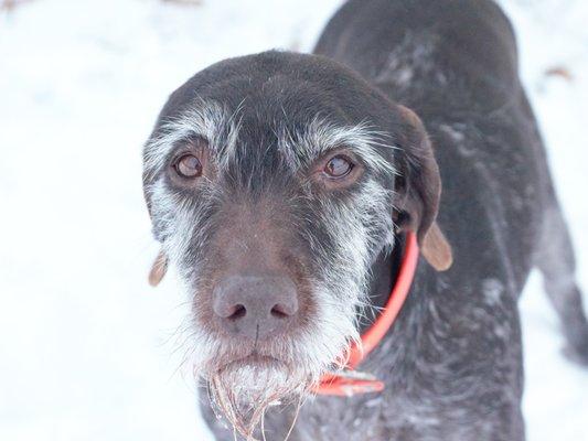 Breka- Deutsch Drahthaar