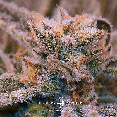Mob Boss is cross of Chemdawg x Tang Tang