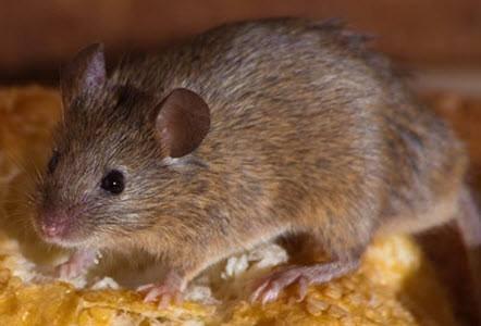 Knock'em Out Pest Control