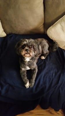 Jennicks Pet Services