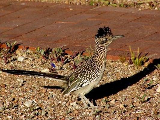 Our Road Runner Pet