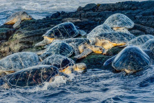 Honu at Ha'ena, photo by Harry Durgin January 8, 2022. Buy it in our store on canvas or printed on aluminum