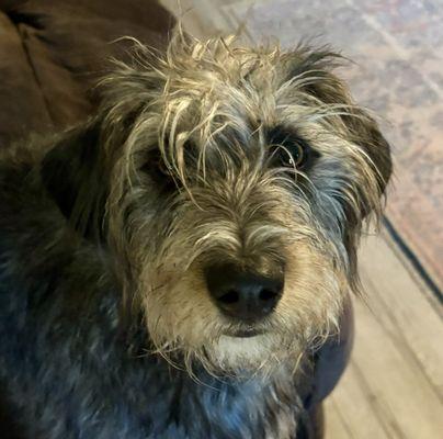 Dusty Tails Animal Rescue