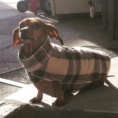 College Point Animal Hospital