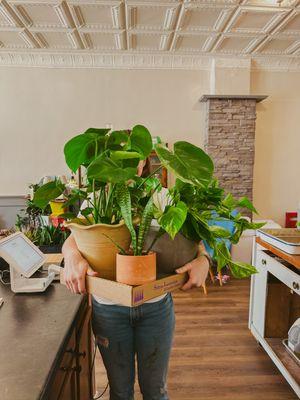 We love houseplants!