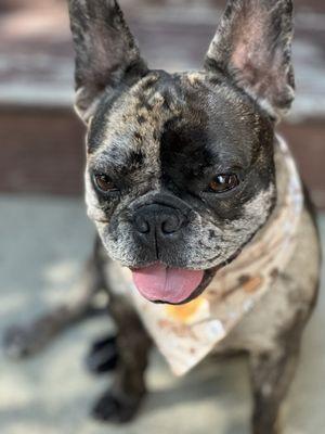 The Dapper Dog Grooming Salon