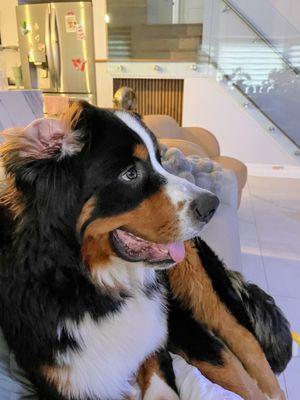 Manhasset Animal Hospital