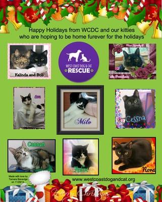 West Coast Dog and Cat Rescue