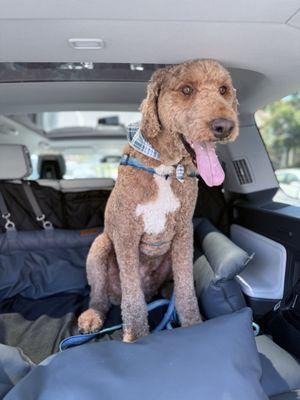 Nelson (70 lbs goldendoodle) after getting a fresh cut for the heat!