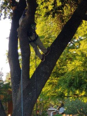 All Trees and All Drains