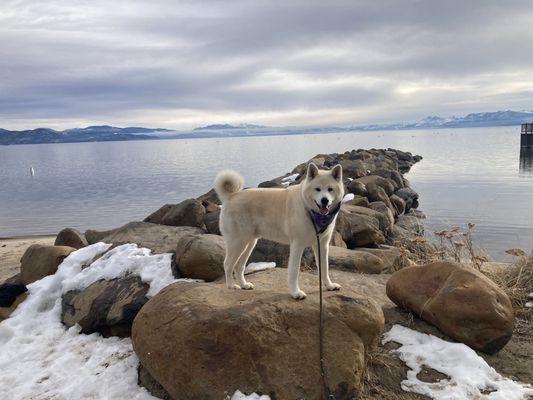 Animal Advocates Veterinary Hospital