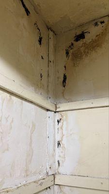 Biotek Mold Specialist NYC