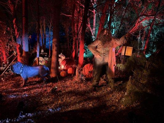 Harry Potter: A Forbidden Forest Experience