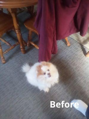 Campbell's Pet Grooming