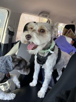 Diamonds And Dutch Pet Bath & Spa