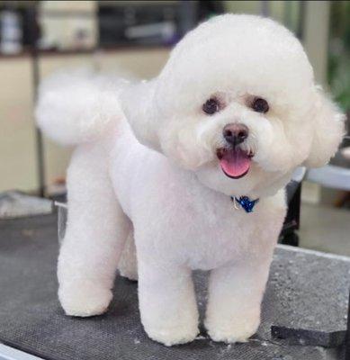 Bow Wow Beautiful Pet Spa