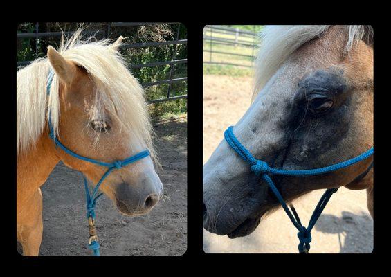 Spirit Horse Equine Rescue & Education Center