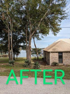 Gorilla Greg's Tree Service