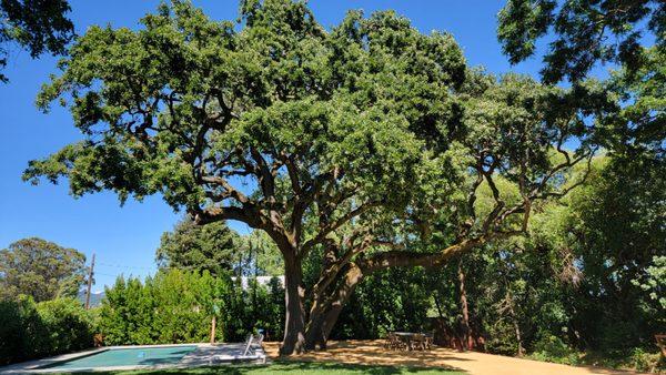 Hodgin & Sons Tree Care