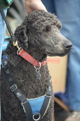 Jack working, Jack is a Service Dog and faithful client at Haute Paws! You can visit Jack at "Jack's Journey" on facebook*