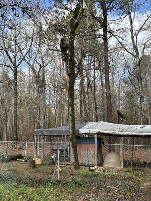 One limb at a time chips tree service