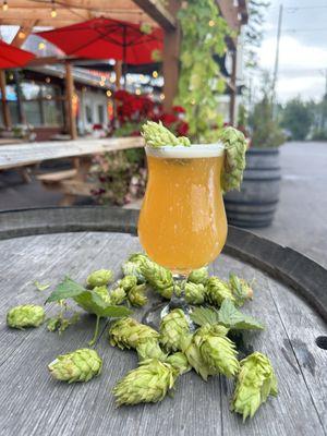 Fresh hopped beer!