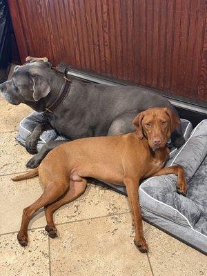 Little Bedford Groomers