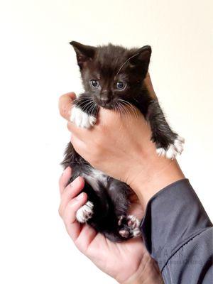 Anna Rescues Kittens