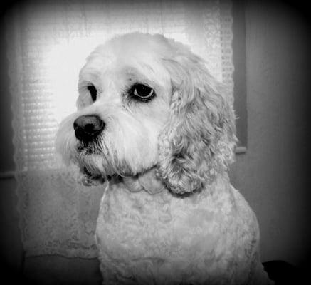 Spoiled Rotten Animal Health Spa