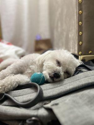 Clean and relaxed after his summer cut, no cuts or shaved skin