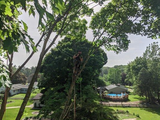 Right Cuts Tree Service l