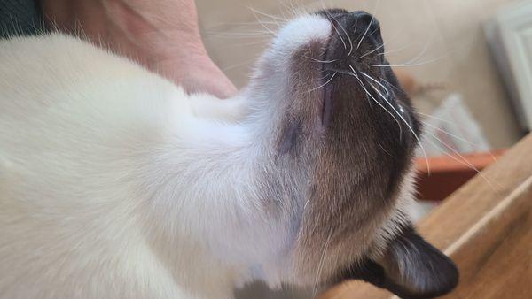 Animal Clinic Western