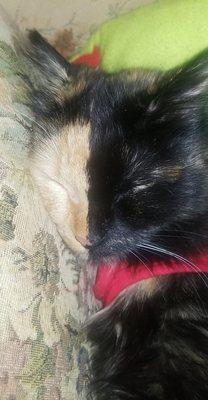 Clarksville Veterinary Emergency & Specialty