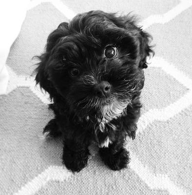 Dogstar-Marin Dog Walking and Pet Sitting