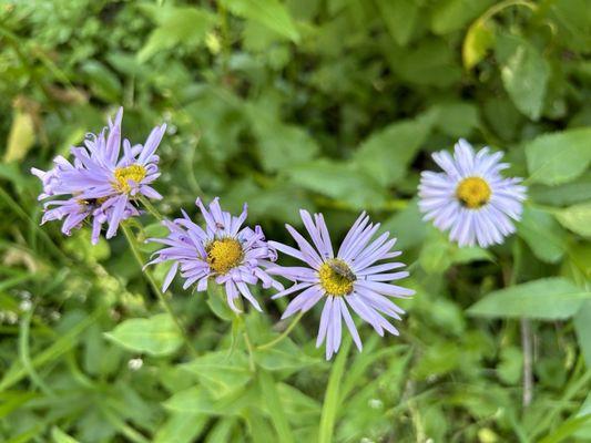 Aster