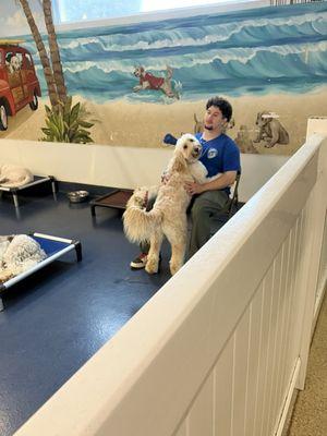 Doggie Daycare And More