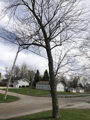 Blacks tree trimming, line clearance & Landscaping