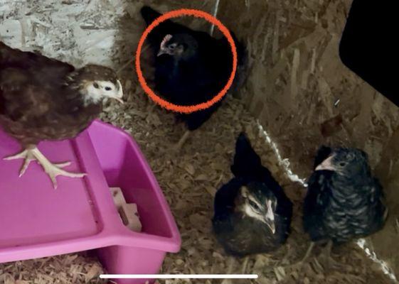 Wardle Feed & Pet Supply