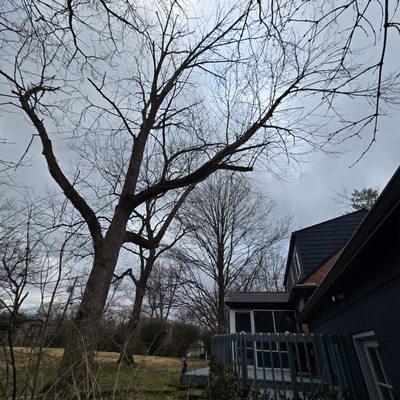 Canter Tree & Stump Solutions