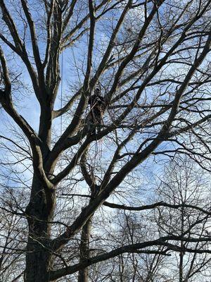 EC Tree Cutting Service